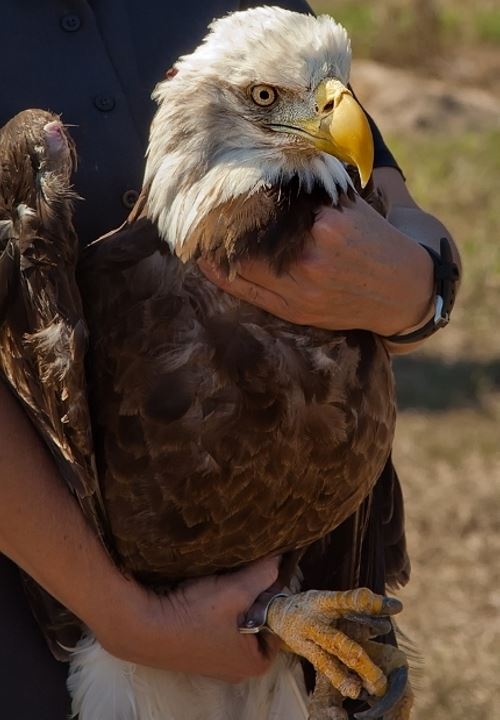 Injured Bald Eagle is released back to the wild.